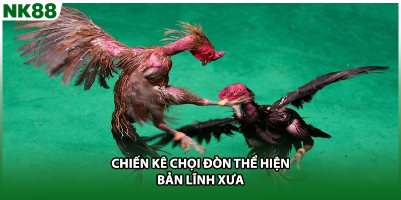 Chiến kê chọi đòn thể hiện bản lĩnh xưa